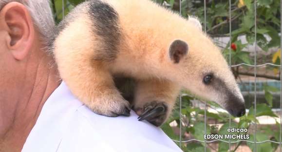 Vida Animal: conheça o dócil tamanduá-mirim