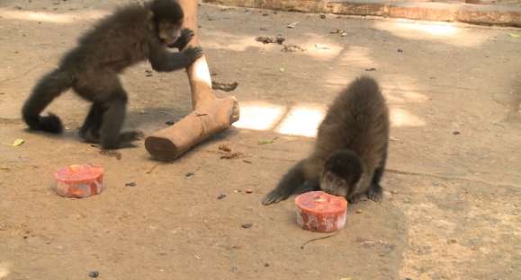 Vida Animal: bichos se refrescam do calor com picolés