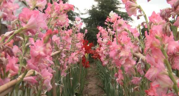 Gladíolos serão plantados para o Dia das Mães