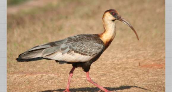 Vida Animal: conheça a curicaca