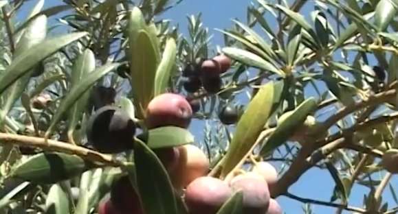 Caçapava do Sul vai sediar 9ª abertura da colheita da oliva