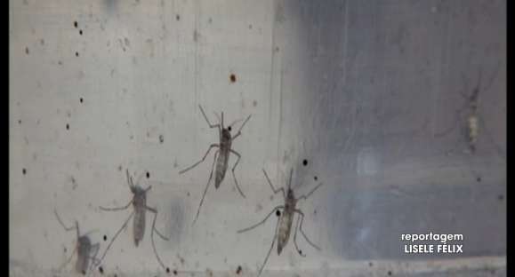 Aedes aegypti: Porto Alegre entra em estado de alerta