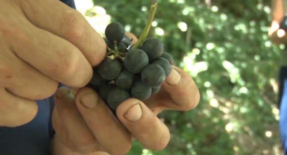 Família produz uvas há três gerações