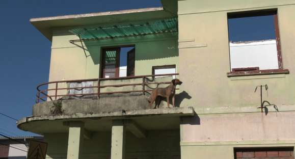 Bombeiros resgatam cachorro preso em sacada de prédio abandonado