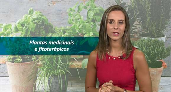 Plantas medicinais e fitoterápicos