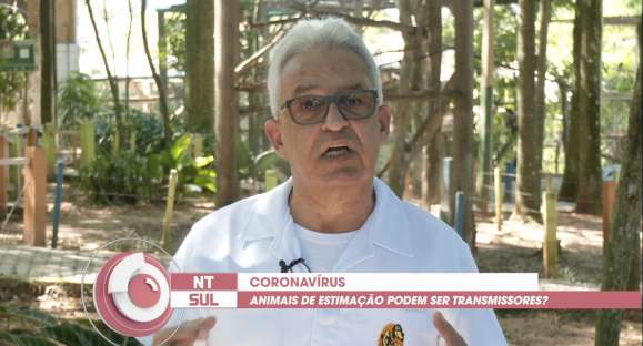 Animais de estimação podem ser transmissores da COVID 19?