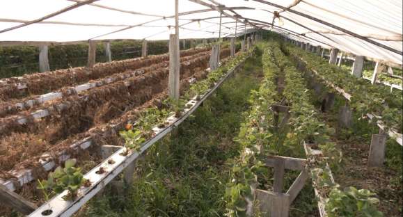 Seca derruba produtividade das verduras