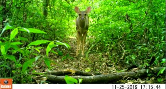 Vida Animal: câmera flagra animais em meio à natureza