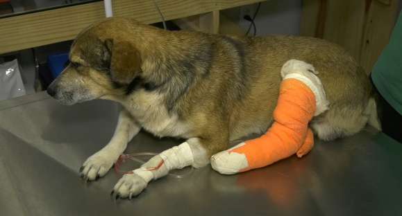 Cachorro tem pata amputada e leva 7 tiros de chumbinho