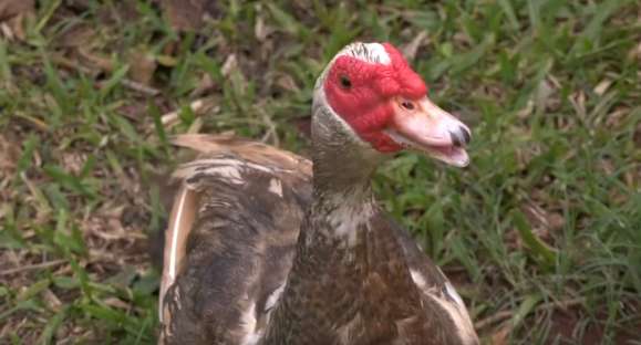 Aposentada sofre com patos que atacam os próprios donos