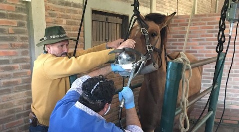 Vida Animal: como identificar problemas de dentição de cavalos?