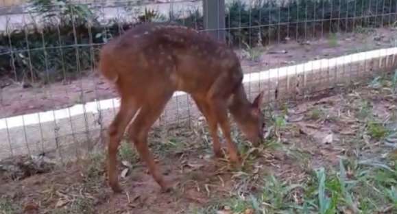 Morre Farofa, a filhote de veado que chegou a Cachoeira em março