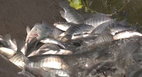 Feira do Peixe Vivo está confirmada em Cachoeira do Sul