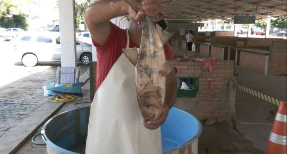 Primeiro dia da Feira do Peixe Vivo tem pouco movimento