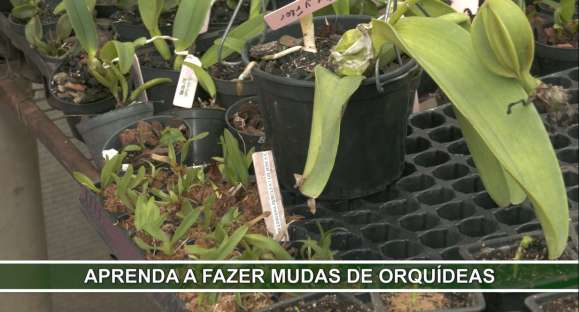 Aprenda a fazer mudas de orquídeas