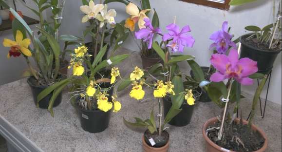 Orquídeas: como ter muito mais flores nas plantas