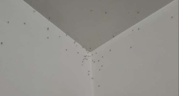 Por que tantos mosquitos em Cachoeira do Sul este ano?