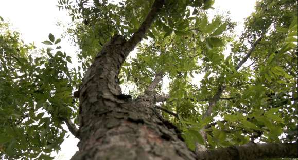 Começa a colheita de noz pecã em Cachoeira do Sul