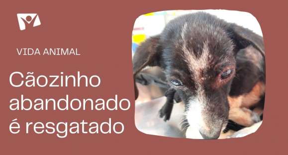 Vida Animal: cão amarrado para morrer é resgatado