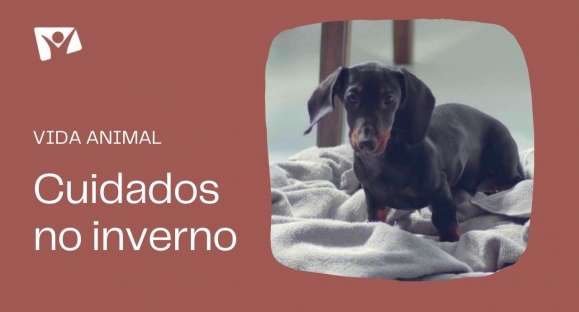 Vida Animal: cuidados necessários com os pets no inverno